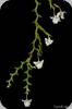 Dendrobium uncatum
